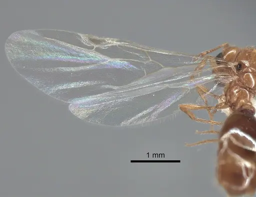 Solenopsis molesta - CASENT0882299