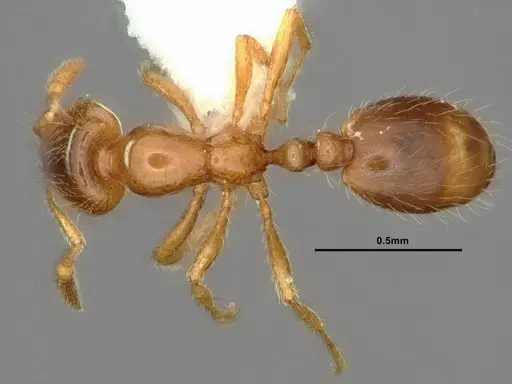 Solenopsis molesta - CASENT0883366
