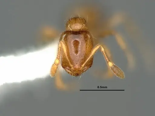 Solenopsis molesta - CASENT0883366