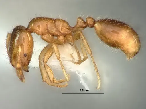 Solenopsis molesta - CASENT0883366