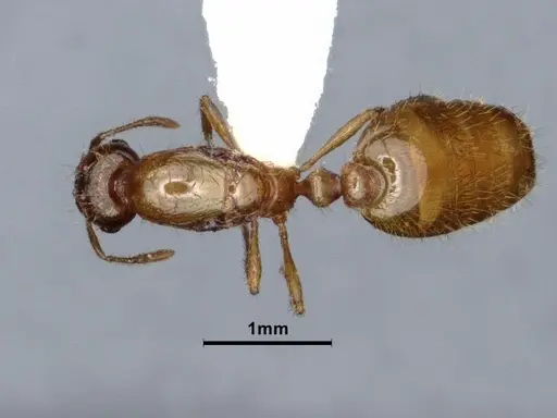 Solenopsis molesta - CASENT0884277