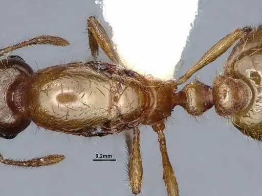 Solenopsis molesta - CASENT0884277