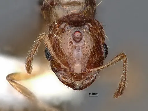 Solenopsis molesta - CASENT0884277