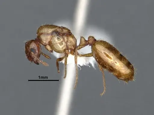 Solenopsis molesta - CASENT0884277
