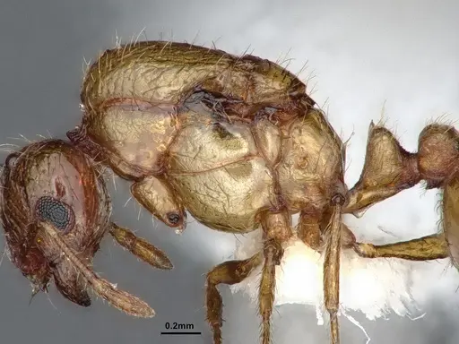 Solenopsis molesta - CASENT0884277