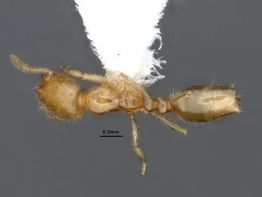 Solenopsis molesta - CASENT0884278