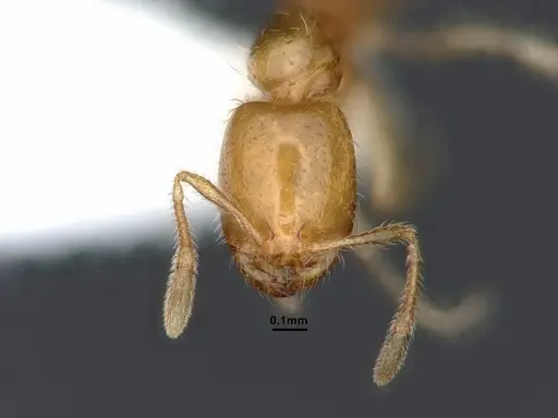 Solenopsis molesta - CASENT0884278