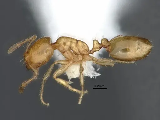 Solenopsis molesta - CASENT0884278
