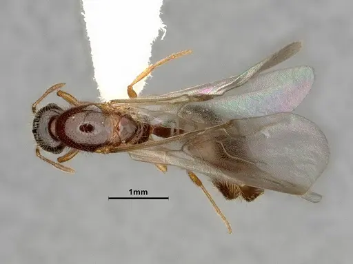Solenopsis molesta - CASENT0884282