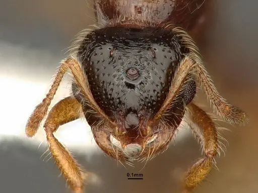 Solenopsis molesta - CASENT0884282