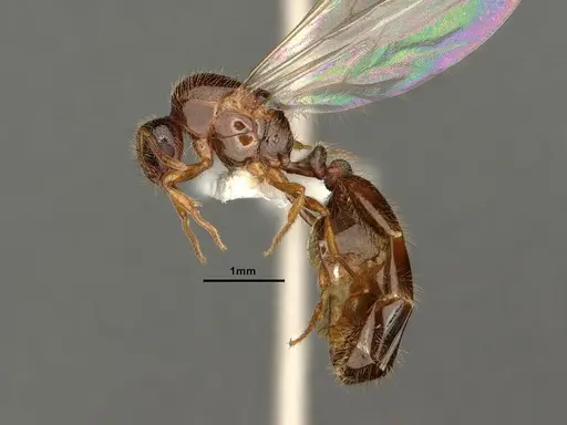 Solenopsis molesta - CASENT0884282