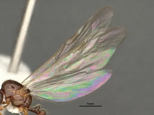 Solenopsis molesta - CASENT0884282