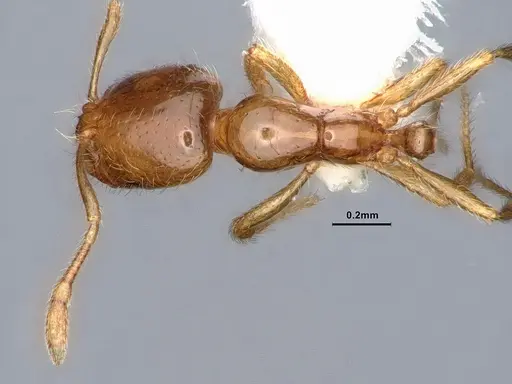 Solenopsis molesta - CASENT0884390