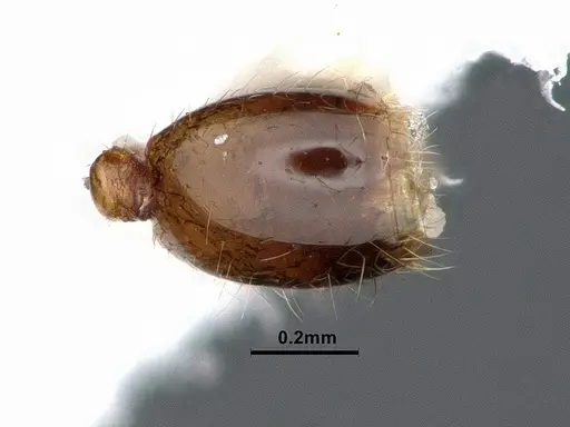 Solenopsis molesta - CASENT0884390