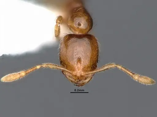 Solenopsis molesta - CASENT0884390