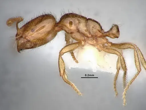 Solenopsis molesta - CASENT0884390