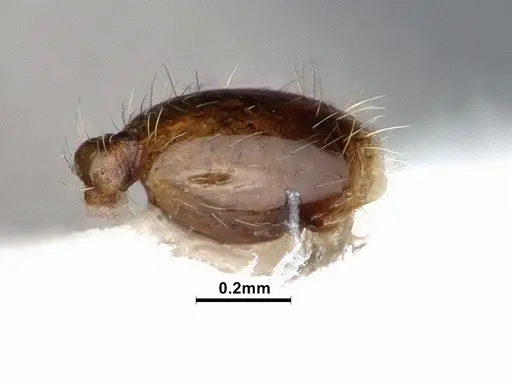 Solenopsis molesta - CASENT0884390