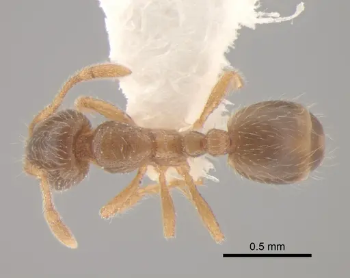 Solenopsis molesta - CASENT0886692