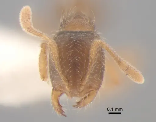 Solenopsis molesta - CASENT0886692