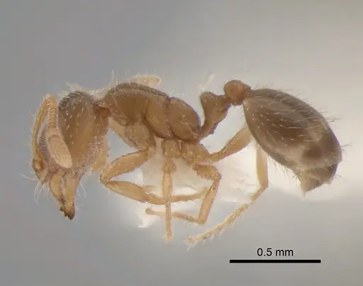 Solenopsis molesta - CASENT0886692