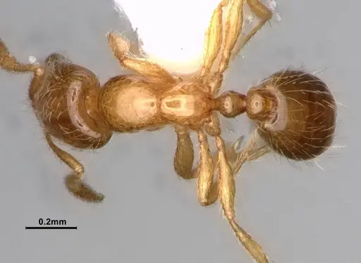 Solenopsis molesta - CASENT0886988