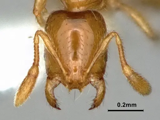 Solenopsis molesta - CASENT0886988
