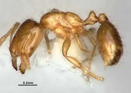 Solenopsis molesta - CASENT0886988