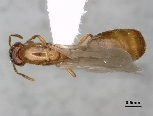 Solenopsis molesta - CASENT0886989