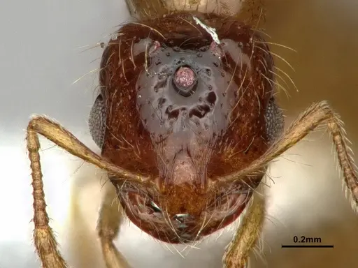 Solenopsis molesta - CASENT0886989