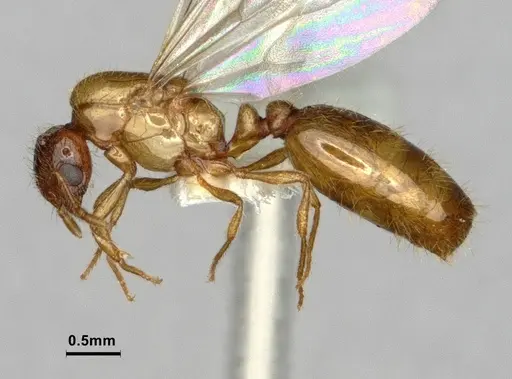 Solenopsis molesta - CASENT0886989