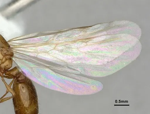 Solenopsis molesta - CASENT0886989