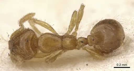 Solenopsis molesta - CASENT0902336