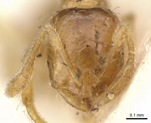 Solenopsis molesta - CASENT0902336