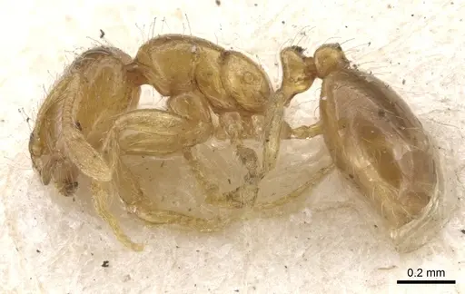 Solenopsis molesta - CASENT0902336