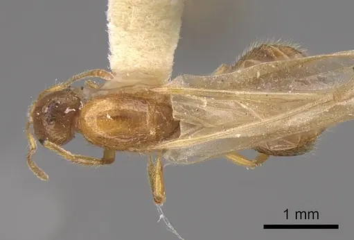 Solenopsis molesta - CASENT0923079