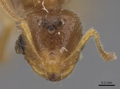 Solenopsis molesta - CASENT0923079