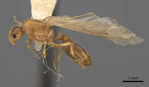 Solenopsis molesta - CASENT0923079