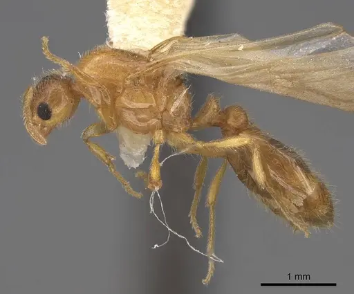 Solenopsis molesta - CASENT0923079