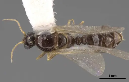 Solenopsis molesta - CASENT0923080