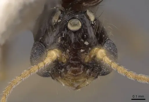 Solenopsis molesta - CASENT0923080