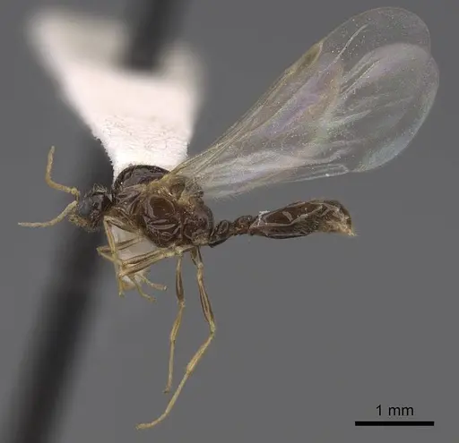Solenopsis molesta - CASENT0923080