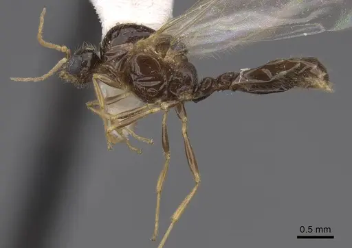 Solenopsis molesta - CASENT0923080