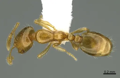 Solenopsis molesta - CASENT8368647
