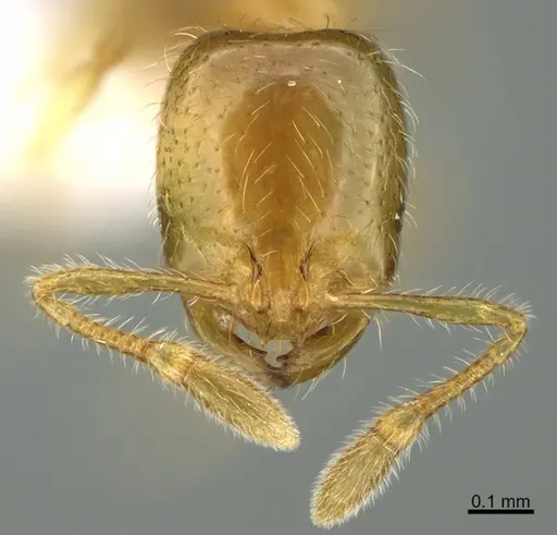 Solenopsis molesta - CASENT8368647