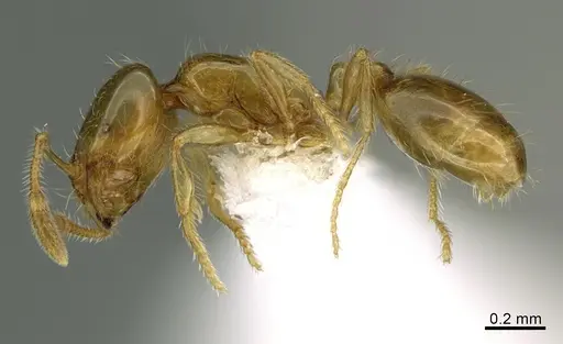 Solenopsis molesta - CASENT8368647