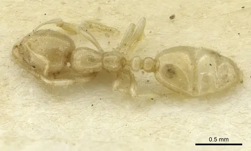Solenopsis mozabensis specimen