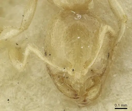 Solenopsis mozabensis specimen