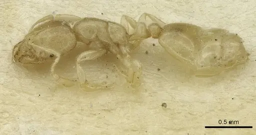 Solenopsis mozabensis specimen