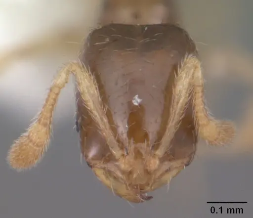 Solenopsis nickersoni specimen