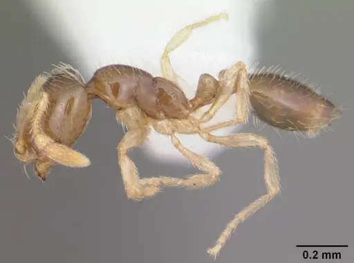 Solenopsis nickersoni specimen